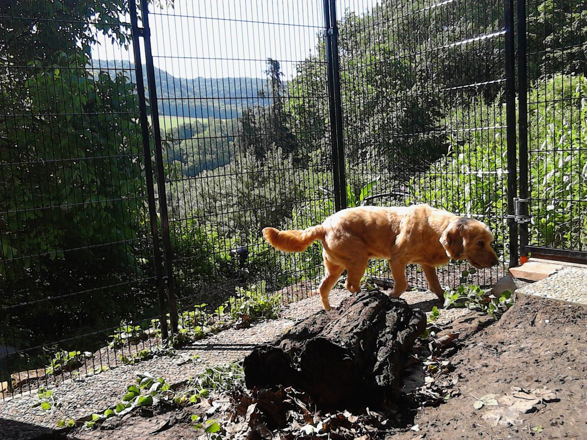 SunnyDogs Roosterelement Zwart met deur