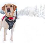 Ruffwear Plastron pour Harnais Ruffwear Borstbeschermer voor harnas
