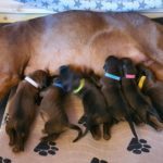 Waterdicht werpkussen voor Special serie Waterdicht werpkussen voor Special serie