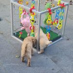 Bonne Kooienbouw Onweerstaanbare Speelkubus Bonne Kooienbouw Onweerstaanbare Speelkubus