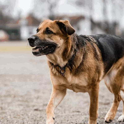 51663_57_2_c9cc03aa-09b2-45d4-acd4-6b6fd9c4ec7e Ketting Lange Schakel Zwart RVS 4mm