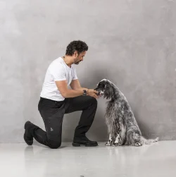 DC Dog Walker Allround Pants Black Aisir Short