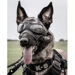 A160D-500 Spec Opt Eye Protection K9 Goggles