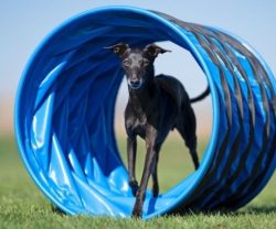 Agility Tunnel Tunnel voor Hoopers 1 meter Agility Tunnel 1 meter Tunnel voor Hoopers