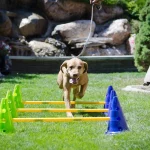 Canine Gym Hond Agility Kit Canine Gym Hond Agility Kit