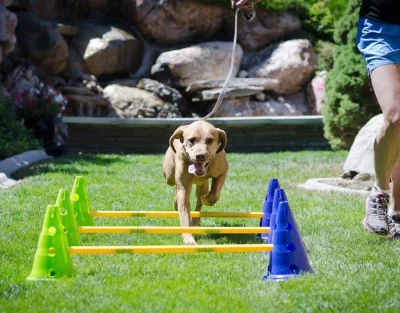 Canine Gym Hond Agility Kit2 Canine Gym Hond Agility Kit