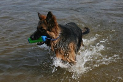 Chuckit Amphibious Bumper