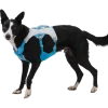 CompressedPNG-30781_Swamp-Coller-Harness_Biolumin-Blue_On-Dog_STUDIO Ruffwear Swamp Cooler Cooling Dog Harnas
