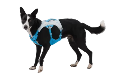 CompressedPNG-30781_Swamp-Coller-Harness_Biolumin-Blue_On-Dog_STUDIO Ruffwear Swamp Cooler Cooling Dog Harnas