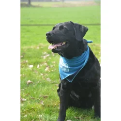 CoolPets Cooling Bandana