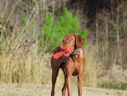 Dexas Offleash Tumbler