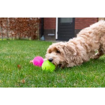 Dog Comets Exoplanet Egelbal3 Dog Comets Exoplanet Egelbal