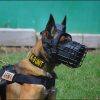 Elite K9 Military Wire Muzzle1 Elite K9 Military Wire Muzzle