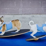 FitPAWS Wobble Board FitPAWS Wobble Board