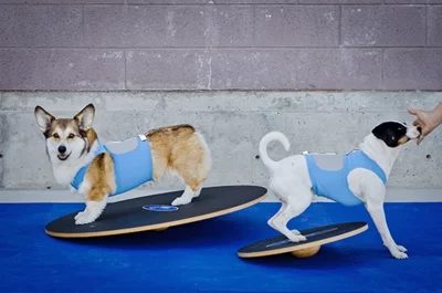 FitPAWS 90 cm Wobble Board1 FitPAWS Wobble Board