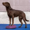 FitPAWS Balance Disc Razzleberry1 FitPAWS Balance Disc Razzleberry