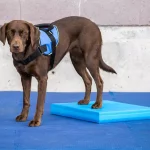 FitPAWS Balance Pad Blue FitPAWS Balance Pad Blue