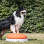 Groot balanskussen Ø55 cm inclusief onderstel