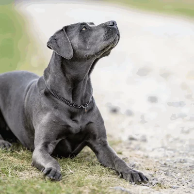 HS SPRENGER Dubbele Platte Schakelketting 2.0 mm Zwart 1 HS SPRENGER Dubbele Platte Schakelketting 2.0 mm Zwart