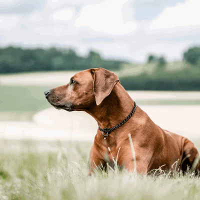 HS SPRENGER Ronde SchakelKetting 3.0 mm Zwart 1 HS SPRENGER Ronde SchakelKetting 3.0 mm Zwart