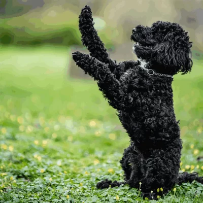 HS SPRENGER Schakelketting 2.0 mm 1 HS SPRENGER Schakelketting 2.0 mm