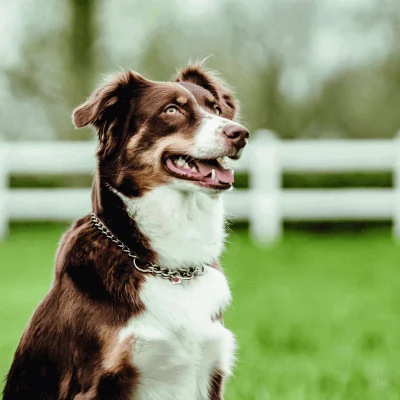 HS SPRENGER Schakelketting 3.0 mm RVS 1 HS SPRENGER Schakelketting 3.0 mm RVS