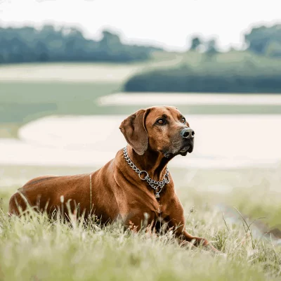 HS SPRENGER Schakelketting 4.0 mm 1 HS SPRENGER Schakelketting 4.0 mm