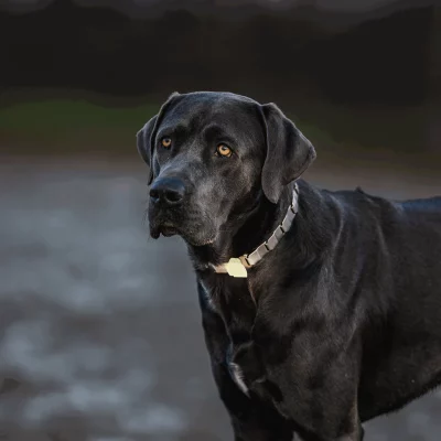 HS Sprenger NeckTech Fun Fluorescerend