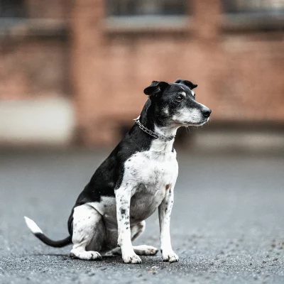 HS Sprenger Trainingshalsband Ultra Plus 1.5 mm 32 cm