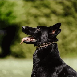 HS Sprenger Trainingshalsband Ultra Plus Curogan 3.0 mm