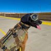 REX-SPECS Gehoorbescherming honden Ear-Pro