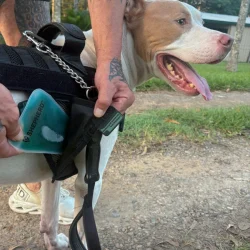SHEPHERD Cooling System for Working K9s