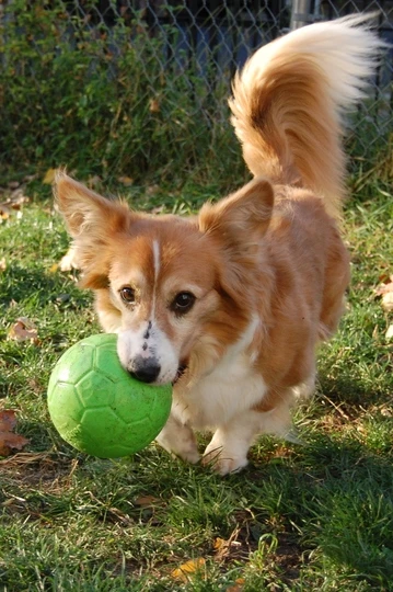 Jolly Soccer Ball 15cm Appel Groen