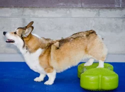 K9FITbone -58 x 29 x 10 cm