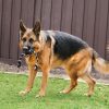 KONG Extreme Bal met Touw