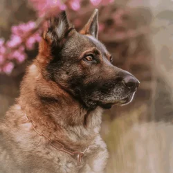 Ketting Lange Schakel Curogan 3.0 mm