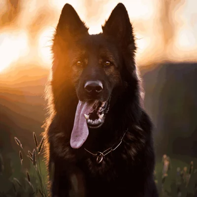 Ketting Lange Schakel Curogan 4.0 mm 1 Ketting Lange Schakel Curogan 4.0 mm