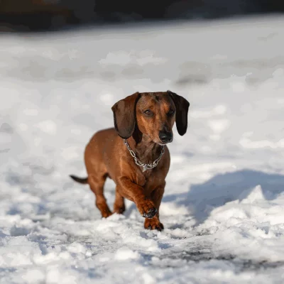 Ketting met trekbegrenzer 2,0 mm