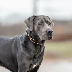 Ketting met trekbegrenzer 4,0 mm