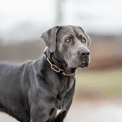 Ketting met trekbegrenzer 4,0 mm