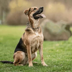 Ketting met trekbegrenzer 4,0 mm