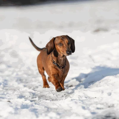 Ketting verstelbaar met Sprenger Haak 2.0 mm