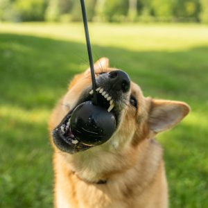 Monster K9 Flash beloningsbal met touw en T-handvat Monster K9 Flash beloningsbal met touw en T-handvat