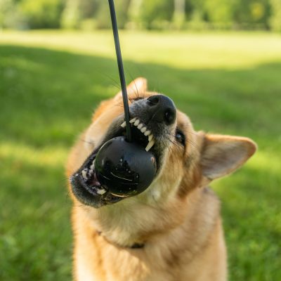 Monster K9 Flash beloningsbal met touw en T-handvat1 Monster K9 Flash beloningsbal met touw en T-handvat