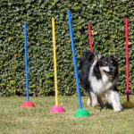 Multi Active Stone halve-egelbol set van 6