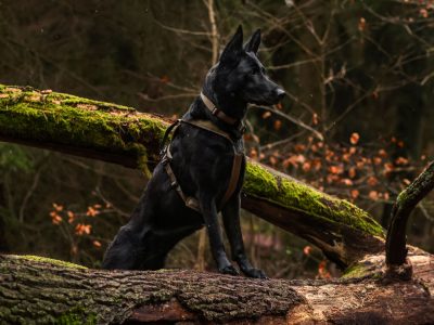 NON-STOP Line Harnas Grip WD 3 NON-STOP Line Harnas Grip WD