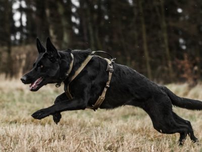 NON-STOP Line Harnas Grip WD 4 NON-STOP Line Harnas Grip WD