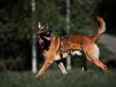 NON-STOP Line Harnas Long WD