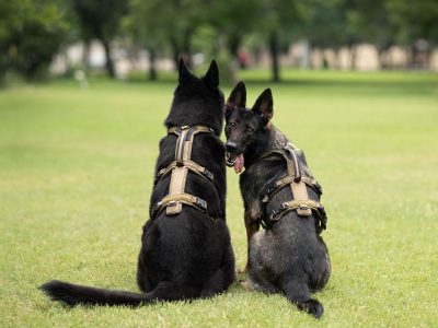 NON-STOP Line Harnas Long WD