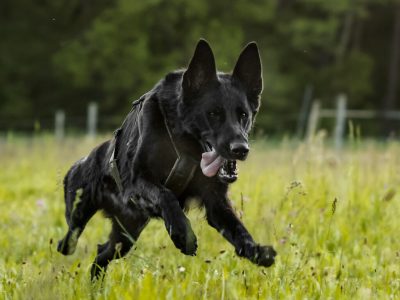 NON-STOP Line Harnas Long WD